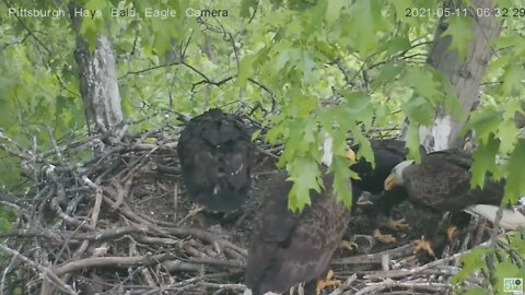 Hays Eagles Mom joins Dad with breakfish for H13 H14 H15 2021 05 11 10 631AM