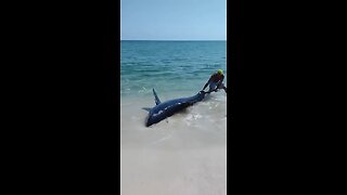 A team of men stepped in to aid a beached mako shark, guiding it back into the waters