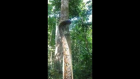 😳 Una serpiente escalando un arbol.