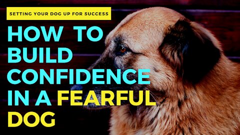 How to build confidence in a fearful dog ►► PREPARE YOUR NERVOUS DOG FOR REALITY