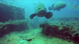 Lee County set to build new artificial reefs