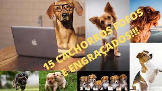 15 Cachorros Fofos e Engraçados