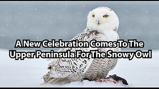 A New Celebration Comes To The Upper Peninsula For The Snowy Owl