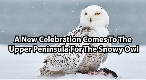 A New Celebration Comes To The Upper Peninsula For The Snowy Owl