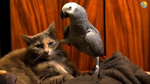 FUNNY CATS, DOGS, PARROTS 🐱🐶🦜 and other CUTE ANIMALS 🐾 Funniest Animal Videos 2024