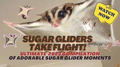 🐾 SUGAR GLIDERS Take Flight! 🌈 | Ultimate Compilation of Adorable Sugar Glider Moments [2023]