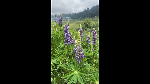 Gulmarg lupin blooming