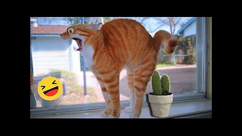 New Funny Animals 😅 Funniest Dogs And Cats Videos