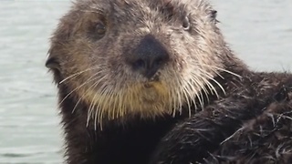 Sea Otter Goes For A Kayak Ride