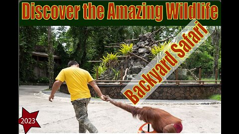 "Backyard Safari" - Discover the Amazing Wildlife in Your Own Backyard,wild-animals-that-you-may-see-in-your-backyard.