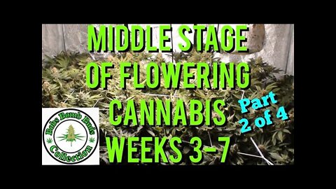 Cannabis, What To Do During The Middle Stage of Flower Weeks 3-7 (part 2 of 4)