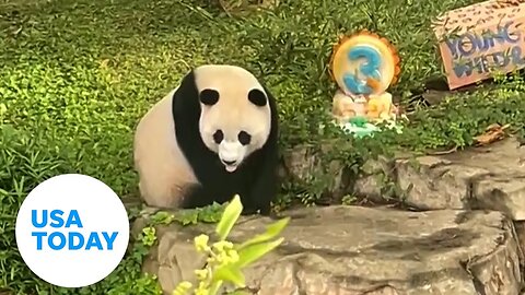 Panda loaned to United States set to return with family in China | USA TODAY