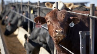 Price Of Beef Increasing, Nearly Unaffordable For Many Americans