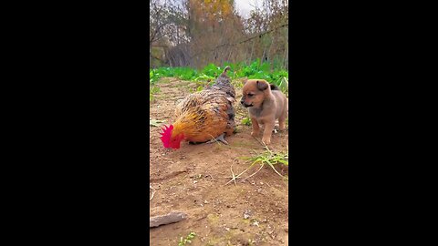 friendship with chicken and puppy