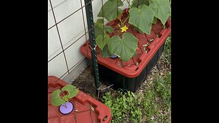 Kratky Method Cucumbers