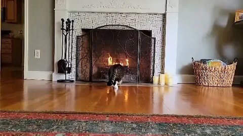 Cat 1st Time Seeing Fire