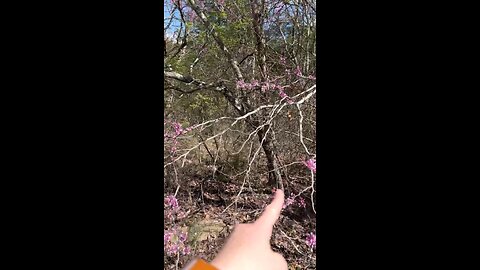 LOOK: The Eastern Redbuds are Blooming!