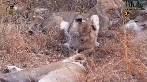 LIONS: Following The Pride 52: Aggression At Breakfast!!