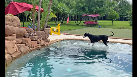 Funny Great Dane hilariously chases pool vacuum robot