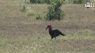 Southern Ground Hornbill | Kruger National Park