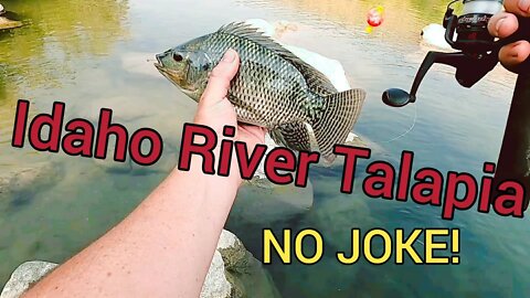 Creek/River Fishing Tilapia (Finally Scored!) Episode 2 of 3