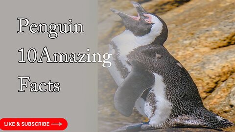 10 Interesting Facts about Penguins