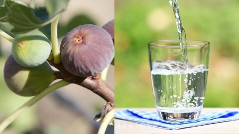 Rooting Figs In Water!!! | Can You Do It? | The Answer Might Surprise You!!