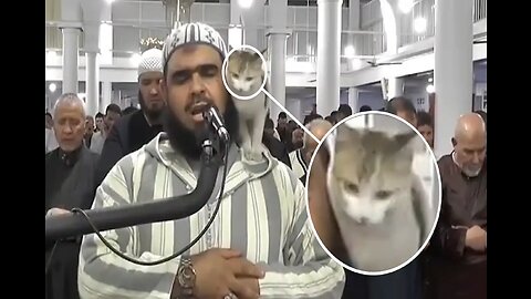 Viral video of Cat playing with Imam during prayer