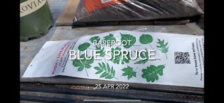 Bareroot Blue Spruce