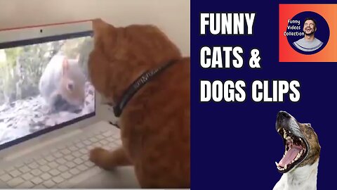 Try Not To Laugh Challenge with Funny Cats & Dogs Clips