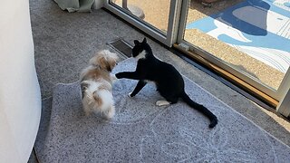 Pup and kitten wrestle mania.