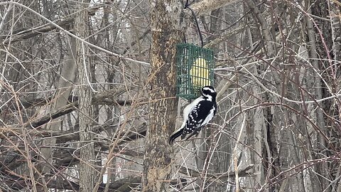 Hairy Wood Pecker James Gardens Toronto