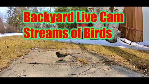 Backyard Live cam streams of Birds Outdoor Adventure By Rudi Vlog#1886