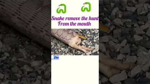 Snake remove the hunt from mouth ||