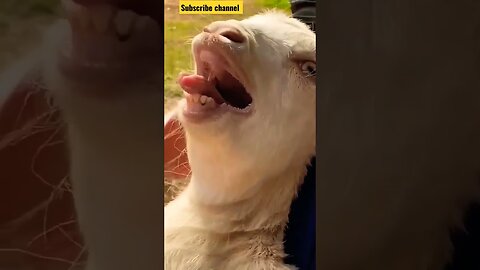 "Fun and Furry: Hilarious Goat Antics and Cute Cow Videos from Hanumangarh Entertainment"