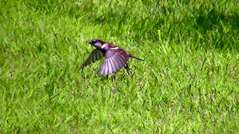 IECV NV #510 - 👀 House Sparrows In The Backyard 5-1-2018