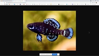 COLLECTING PYGMY SUNFISH IN FLORIDA WITH FATHER FISH - ELESSOMA EVERGLADII