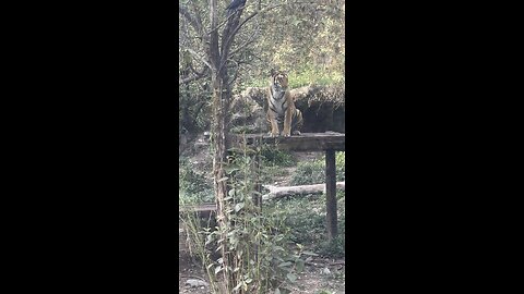 Tiger spotted at central zoo Kathmandu …