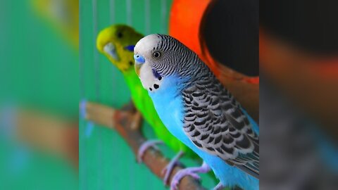 beautiful australian parrot | parrot talking and smart #parrot #australianparrot #viralshorts