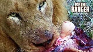 Male Lions With A Buffalo Feast