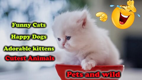 Funny Cats and Dogs - The funniest compilation of cats and dogs you've ever seen! #Petsandwild