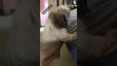 My Shih Tzu is Mad as Furmom don't pay attention | Mad Shih Tzu