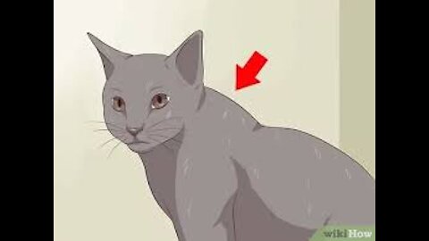 How to deactivate a Cat😱😲