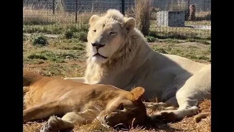 White Lion Chilling - Daily Dose of Nature