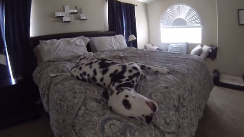 Dalmatian's crazy post-bath routine