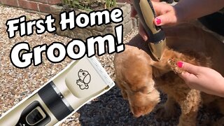 Cocker Spaniel's First EVER Groom At Home By Mummy | It's Not As Hard As You Think!