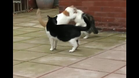 Why these two cute cats are fighting eachother 🤔🤔