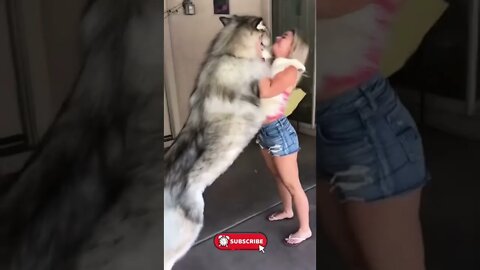 🐕 Alaskan Malamute & Girl #Shorts #alaskanmalamuter