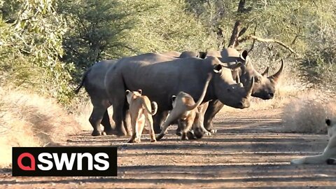 Watch this rare footage of group of Rhinos fending off pride of HUNGRY LIONS