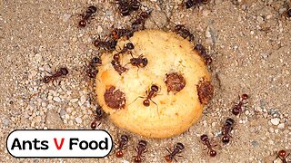 Ant Colony vs Chocolate Chip Cookie Time Lapse 4k
